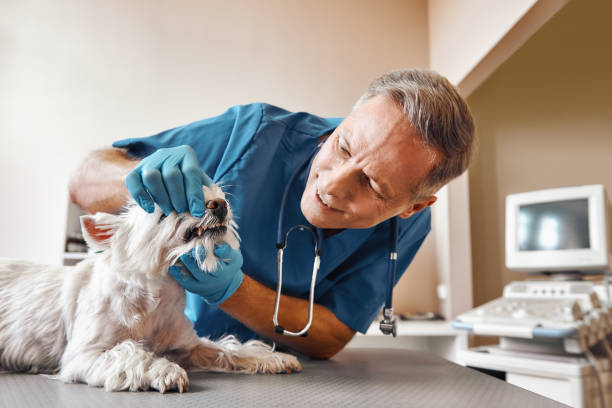 Best Emergency Gum Treatment in Bellview, FL